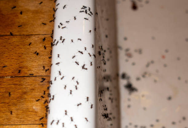 Best Mosquito Control Services  in Grandwood Park, IL