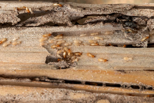 Best Affordable Pest Control Services  in Grandwood Park, IL